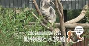 あいみょんがオーストラリアで本場のコアラと対面「Casa BRUTUS ...