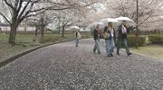 “春の嵐” 満開の桜に「花散らしの雨」 週末は？「すっきり晴れ ...