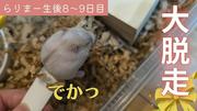 規格外のデカさ！スプーンから溢れ出すハムスターの赤ちゃんに「脳がバグる」と爆笑の嵐 - ライブドアニュース