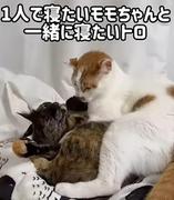 「可愛い！笑えるw」眠る猫に同居猫が襲来→“予想外のポーズ”を披露して爆笑の嵐！