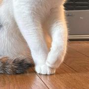 お客によく「こんな綺麗な三毛猫見たことない！」と言われる愛猫を見ると……　「橋本環奈にしか見えません」「北川景子だと思います」　8カ月後の様子を飼い主に聞いた（ねとらぼ） - Yahoo!ニュース