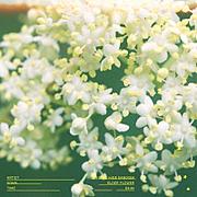【ビルボード】Official髭男dism「エルダーフラワー」DLソング首位　STARGLOWが2位に続く